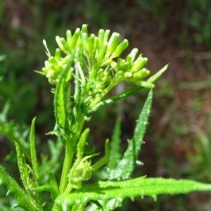 Senecio bathurstianus at Isaacs, ACT - 28 Oct 2020