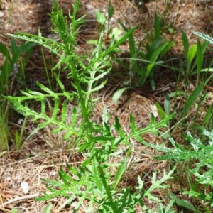 Senecio bathurstianus at Isaacs, ACT - 28 Oct 2020