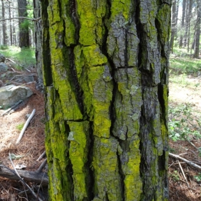 Chrysothrix xanthina (A lichen) at Isaacs Ridge and Nearby - 28 Oct 2020 by Mike