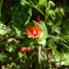 Lysimachia arvensis (Scarlet Pimpernel) at Isaacs Ridge and Nearby - 28 Oct 2020 by Mike