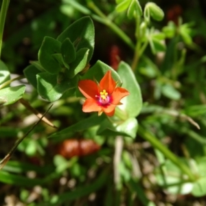 Lysimachia arvensis at Isaacs Ridge - 28 Oct 2020