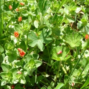 Lysimachia arvensis at Isaacs Ridge - 28 Oct 2020