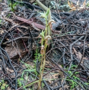 Oligochaetochilus hamatus at Tralee, ACT - 29 Oct 2020