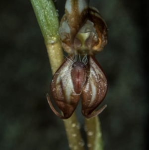 Oligochaetochilus hamatus at Tralee, ACT - suppressed