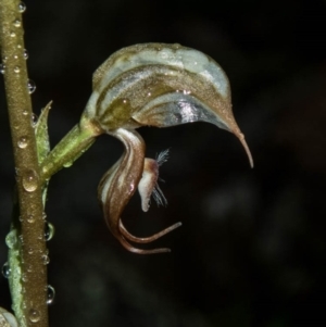 Oligochaetochilus hamatus at Tralee, ACT - suppressed