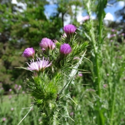 Carduus tenuiflorus (Winged Slender Thistle) at Isaacs, ACT - 28 Oct 2020 by Mike