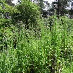 Carduus tenuiflorus at Isaacs, ACT - 28 Oct 2020