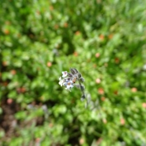 Myosotis discolor at Isaacs Ridge - 28 Oct 2020