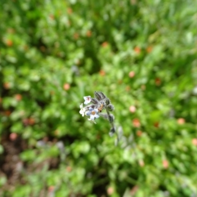 Myosotis discolor (Forget-me-not) at Isaacs, ACT - 28 Oct 2020 by Mike