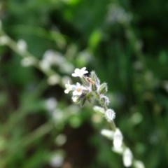 Myosotis discolor at Isaacs Ridge - 28 Oct 2020