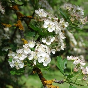 Crataegus monogyna at Isaacs Ridge - 28 Oct 2020 02:12 PM