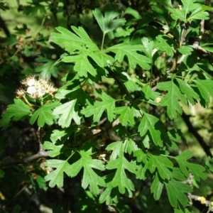 Crataegus monogyna at Isaacs Ridge - 28 Oct 2020