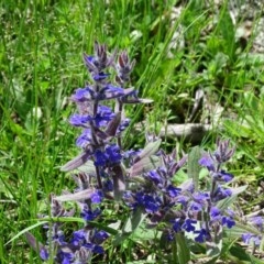 Ajuga australis (Austral Bugle) at Isaacs, ACT - 28 Oct 2020 by Mike