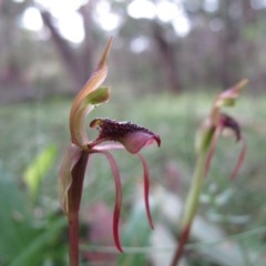 Chiloglottis reflexa (Short-clubbed Wasp Orchid) at Captains Flat, NSW - 20 Feb 2011 by IanBurns
