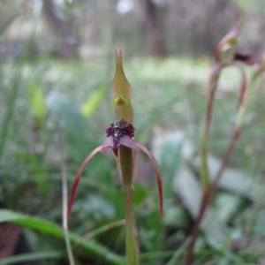 Chiloglottis reflexa at Captains Flat, NSW - suppressed