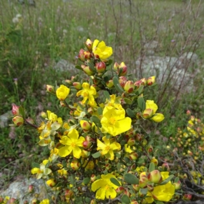 Hibbertia obtusifolia (Grey Guinea-flower) at Isaacs Ridge and Nearby - 28 Oct 2020 by Mike