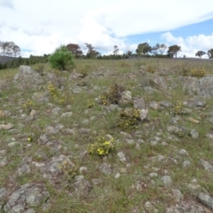 Hibbertia obtusifolia at Isaacs, ACT - 28 Oct 2020 03:23 PM