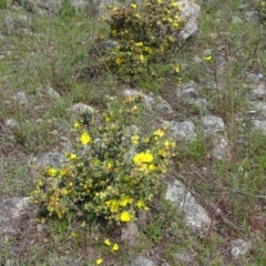 Hibbertia obtusifolia at Isaacs, ACT - 28 Oct 2020 03:23 PM