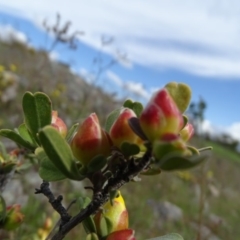 Hibbertia obtusifolia at Isaacs, ACT - 28 Oct 2020