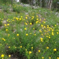 Xerochrysum viscosum (Sticky Everlasting) at Isaacs Ridge - 28 Oct 2020 by Mike