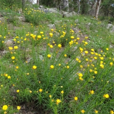 Xerochrysum viscosum (Sticky Everlasting) at Isaacs, ACT - 28 Oct 2020 by Mike