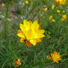 Xerochrysum viscosum at Isaacs, ACT - 28 Oct 2020