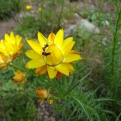 Xerochrysum viscosum at Isaacs, ACT - 28 Oct 2020