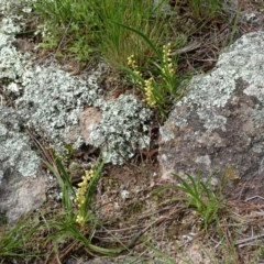 Lomandra filiformis (Wattle Mat-rush) at Isaacs, ACT - 28 Oct 2020 by Mike