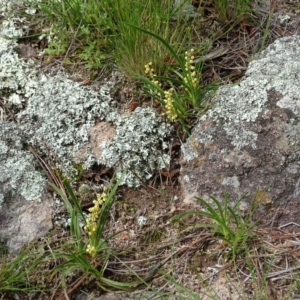 Lomandra filiformis at Isaacs, ACT - 28 Oct 2020 03:34 PM