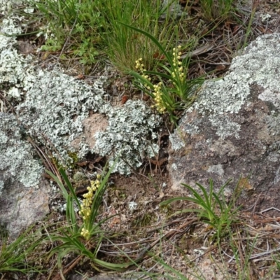 Lomandra filiformis (Wattle Mat-rush) at Isaacs Ridge - 28 Oct 2020 by Mike