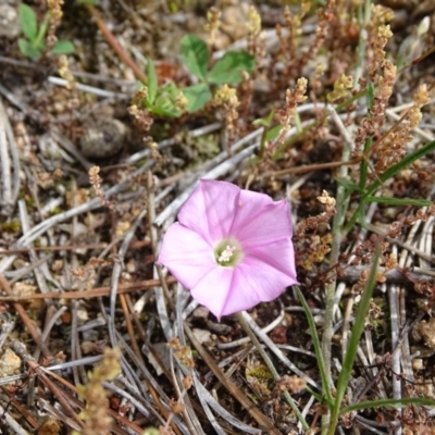 Convolvulus angustissimus subsp. angustissimus (Australian Bindweed) at Isaacs Ridge and Nearby - 28 Oct 2020 by Mike