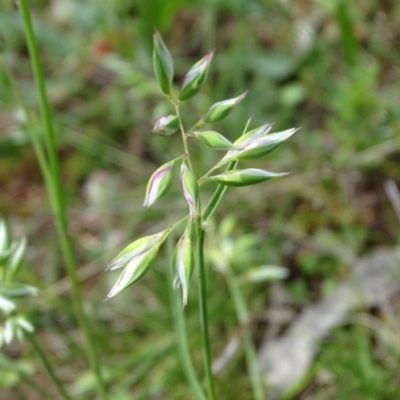 Rytidosperma carphoides (Short Wallaby Grass) at Isaacs Ridge and Nearby - 28 Oct 2020 by Mike