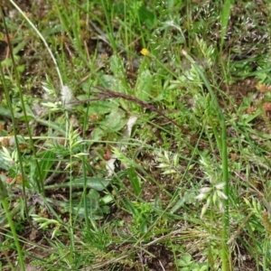 Rytidosperma carphoides at Isaacs Ridge and Nearby - 28 Oct 2020