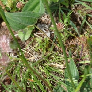 Rytidosperma carphoides at Isaacs Ridge and Nearby - 28 Oct 2020