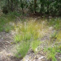 Austrostipa scabra (Corkscrew Grass, Slender Speargrass) at Isaacs, ACT - 28 Oct 2020 by Mike