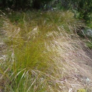 Austrostipa scabra at Isaacs Ridge - 28 Oct 2020 03:41 PM