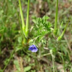 Erodium crinitum (Native Crowfoot) at Isaacs Ridge and Nearby - 28 Oct 2020 by Mike