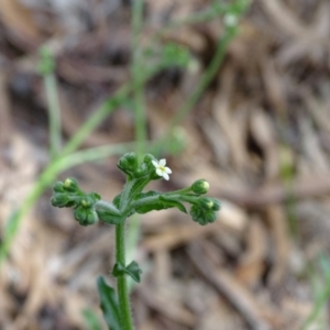 Hackelia suaveolens at Isaacs, ACT - 28 Oct 2020