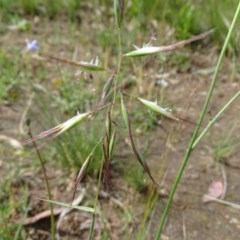 Rytidosperma (genus) (Wallaby Grass) at Isaacs, ACT - 28 Oct 2020 by Mike