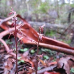 Acianthus exsertus (Large Mosquito Orchid) at QPRC LGA - 19 Mar 2011 by IanBurns