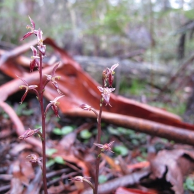 Acianthus exsertus (Large Mosquito Orchid) at Tallaganda National Park - 19 Mar 2011 by IanBurns