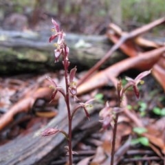 Acianthus exsertus at Captains Flat, NSW - suppressed