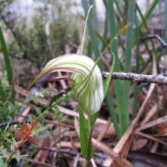 Diplodium coccinum (Scarlet Greenhood) at Tallaganda State Forest - 12 Feb 2011 by IanBurns