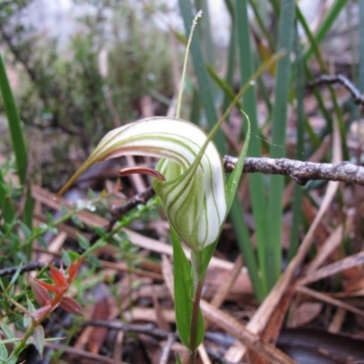 Diplodium coccinum (Scarlet Greenhood) at Jingera, NSW - 12 Feb 2011 by IanBurns