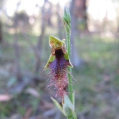 Calochilus therophilus (Late Beard Orchid) at Captains Flat, NSW - 22 Jan 2011 by IanBurns