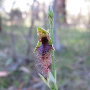 Calochilus therophilus at Captains Flat, NSW - suppressed