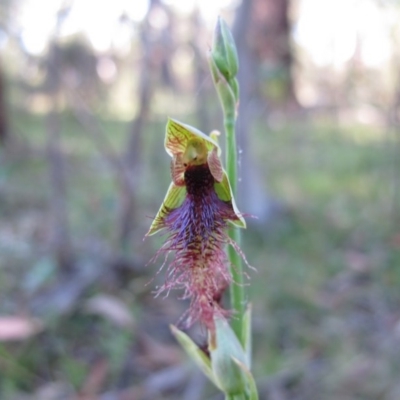 Calochilus therophilus (Late Beard Orchid) at Captains Flat, NSW - 22 Jan 2011 by IanBurns