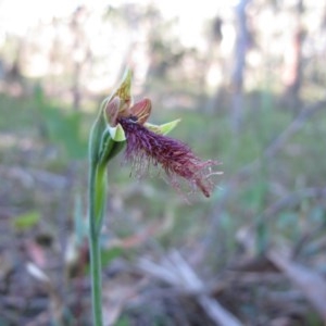 Calochilus therophilus at Captains Flat, NSW - suppressed