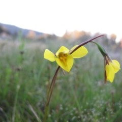 Diuris monticola (Highland Golden Moths) at Paddys River, ACT - 23 Nov 2010 by IanBurns