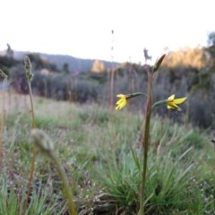 Diuris monticola at Paddys River, ACT - suppressed